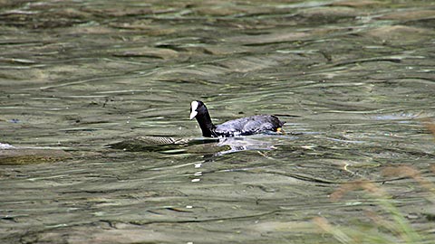 Hintersee - Natur pur im Bergsteigerdorf Ramsau
