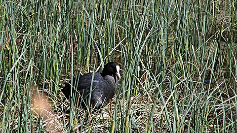 Hintersee - Natur beobachten und bewahren