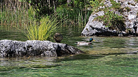 Die Natur am Hintersee beobachten