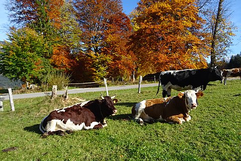 unsere Kühe genießen die Sonne
