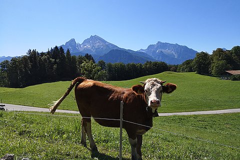 Aussicht_mit_Kuh.jpg