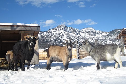 winter-zwergziegen.JPG