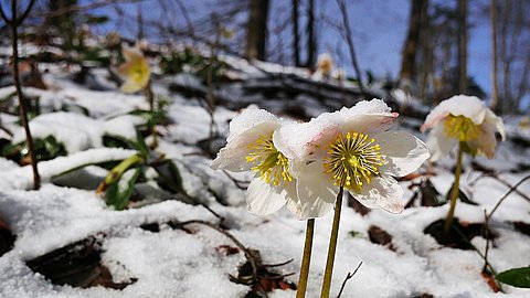 Osterferien mit den ersten Frühlingsblumen