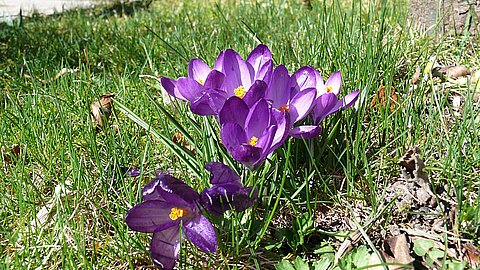 Osterferien, der Nationalpark mit Frühlingsblumen