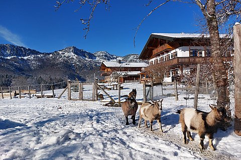 Zwergziegen-Winter.jpg