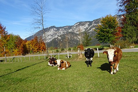 unsere Kühe , Rasse Pinzgauer und Fleckvieh