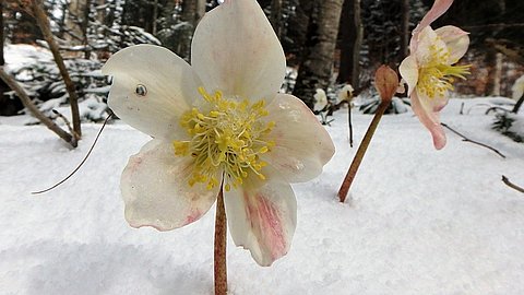 Osterferien, die Schneerosen im Nationalpark Berchtesgaden